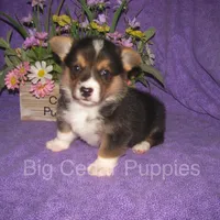 Pepper's #2  Tri Male, a male Pembroke Welsh Corgi for sale in Mount Pleasant, IA – 5 of 6