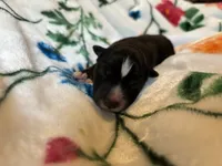 Pink collar , a female Siberian Husky for sale in Evansville, IN – 3 of 10