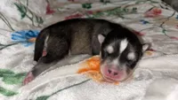 Light pink girl, a female Siberian Husky for sale in Evansville, IN – 6 of 7