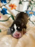Blue collar boy, a male Siberian Husky for sale in Evansville, IN – 3 of 6
