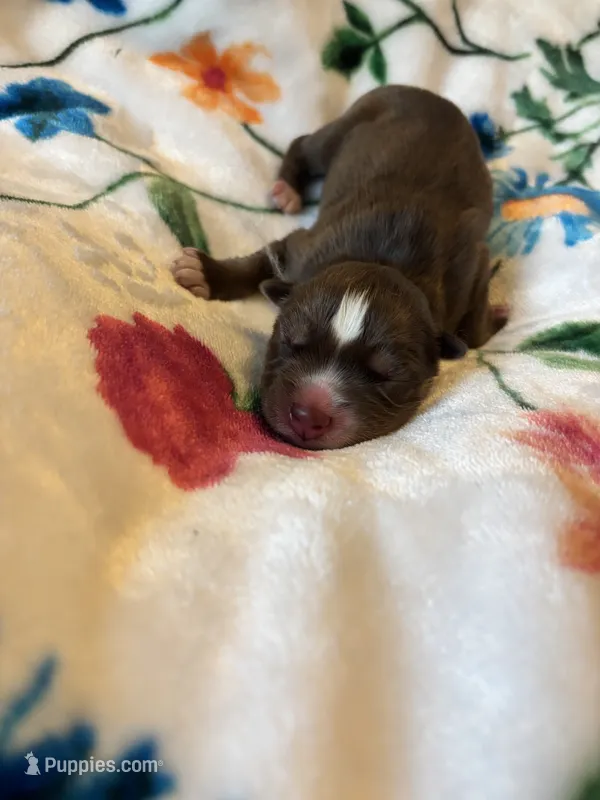 Orange collar boy – Siberian Husky puppy for sale in Evansville, IN
