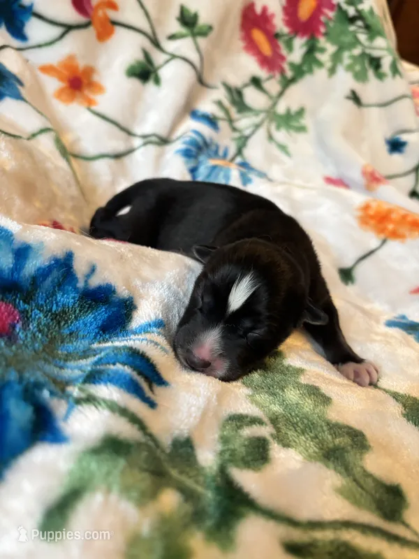 Pink collar  – Siberian Husky puppy for sale in Evansville, IN
