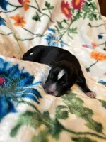 Pink collar , a female Siberian Husky for sale in Evansville, IN – 1 of 10