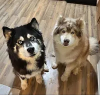 Pink collar , a female Siberian Husky for sale in Evansville, IN – 10 of 10