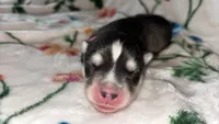 Light pink girl, a female Siberian Husky for sale in Evansville, IN – 3 of 7