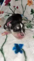 Light pink girl, a female Siberian Husky for sale in Evansville, IN – 5 of 7