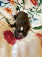 Orange collar boy, a male Siberian Husky for sale in Evansville, IN – 2 of 6