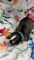 Blue collar boy, a male Siberian Husky for sale in Evansville, IN – 4 of 6