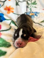 Blue collar boy, a male Siberian Husky for sale in Evansville, IN – 2 of 6