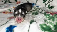 Light pink girl, a female Siberian Husky for sale in Evansville, IN – 4 of 7