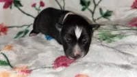 Pink collar , a female Siberian Husky for sale in Evansville, IN – 6 of 10