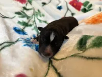 Pink collar , a female Siberian Husky for sale in Evansville, IN – 4 of 10