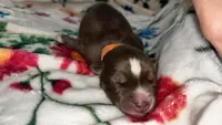 Orange collar boy, a male Siberian Husky for sale in Evansville, IN – 3 of 6