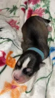 Blue collar boy, a male Siberian Husky for sale in Evansville, IN – 5 of 6