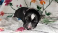 Pink collar , a female Siberian Husky for sale in Evansville, IN – 9 of 10