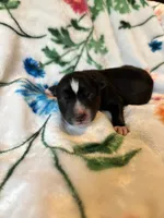 Pink collar , a female Siberian Husky for sale in Evansville, IN – 2 of 10