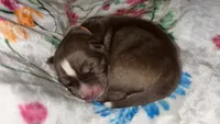 Orange collar boy, a male Siberian Husky for sale in Evansville, IN – 5 of 6