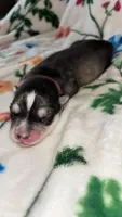 Light pink girl, a female Siberian Husky for sale in Evansville, IN – 2 of 7