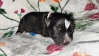 Pink collar , a female Siberian Husky for sale in Evansville, IN – 7 of 10