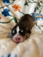 Blue collar boy, a male Siberian Husky for sale in Evansville, IN – 1 of 6