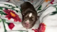 Orange collar boy, a male Siberian Husky for sale in Evansville, IN – 4 of 6