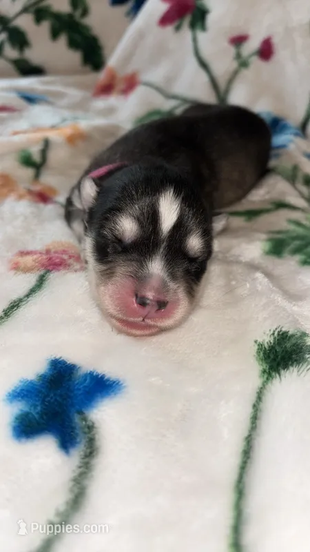 Light pink girl – Siberian Husky puppy for sale in Evansville, IN