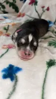 Light pink girl, a female Siberian Husky for sale in Evansville, IN – 1 of 7