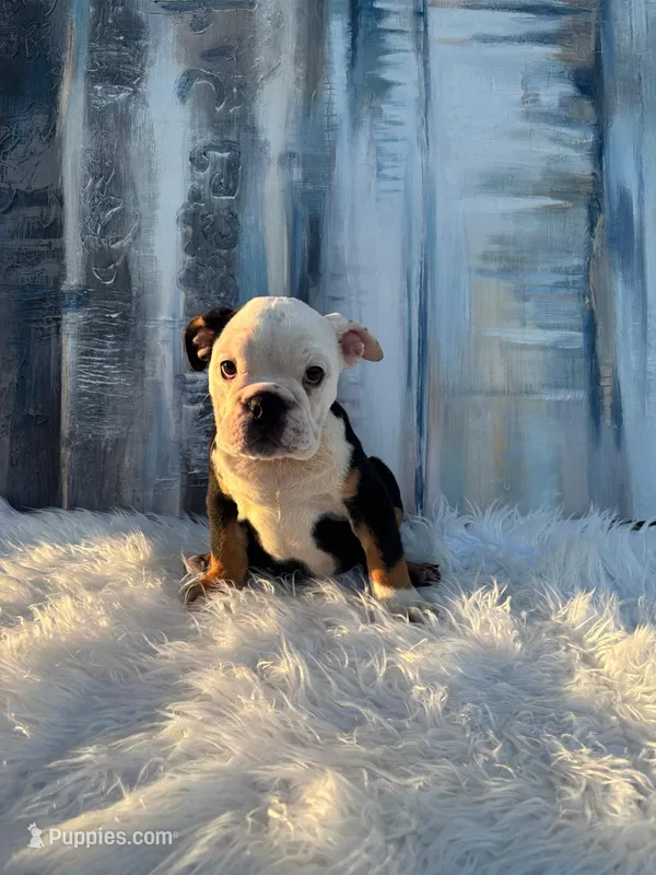 Bela – English Bulldog puppy for sale in Houston, TX