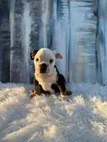 Bela, a female English Bulldog for sale in Houston, TX – 1 of 4