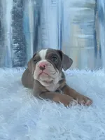 London, a male English Bulldog for sale in Houston, TX – 1 of 6