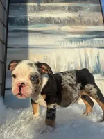 Cookies N Cream, a male English Bulldog for sale in Houston, TX – 1 of 4