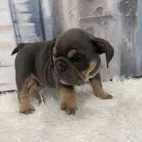 Blue 🐶🐾, a male English Bulldog for sale in Houston, TX – 4 of 4