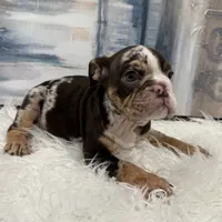 Hershey, a male English Bulldog for sale in Houston, TX – 2 of 3