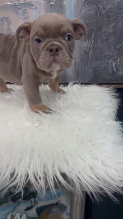 Sky, a female English Bulldog for sale in Houston, TX – 3 of 3