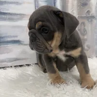 Blue 🐶🐾, a male English Bulldog for sale in Houston, TX – 2 of 4