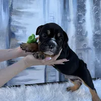 Bruno, a male English Bulldog for sale in Houston, TX – 4 of 4