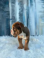 Mocha, a male English Bulldog for sale in Houston, TX – 2 of 4