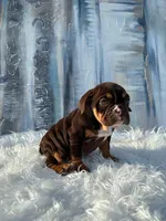 Fudge, a male English Bulldog for sale in Houston, TX – 3 of 3
