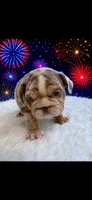 Marble, a male English Bulldog for sale in Houston, TX – 2 of 3
