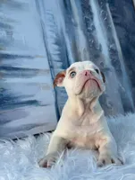 Luna, a female English Bulldog for sale in Houston, TX – 3 of 4