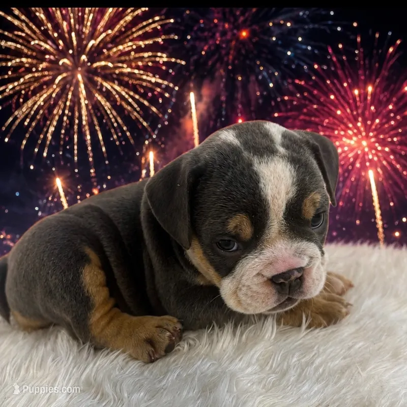 Rosco – English Bulldog puppy for sale in Houston, TX