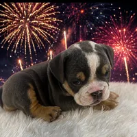 Rosco, a male English Bulldog for sale in Houston, TX – 1 of 3