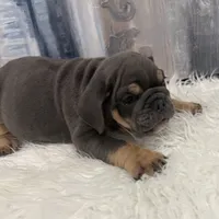 Blue 🐶🐾, a male English Bulldog for sale in Houston, TX – 3 of 4