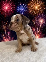 Lola, a female English Bulldog for sale in Houston, TX – 3 of 4