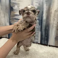 Rose 🐾, a female English Bulldog for sale in Houston, TX – 2 of 4