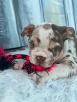 Java, a male English Bulldog for sale in Houston, TX – 4 of 5