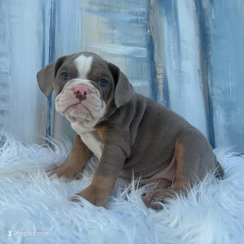 London – English Bulldog puppy for sale in Houston, TX