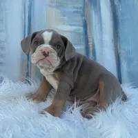 London, a male English Bulldog for sale in Houston, TX – 6 of 6