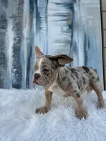 Lola, a male English Bulldog for sale in Houston, TX – 3 of 3