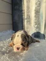 Bebe, a male English Bulldog for sale in Houston, TX – 2 of 3